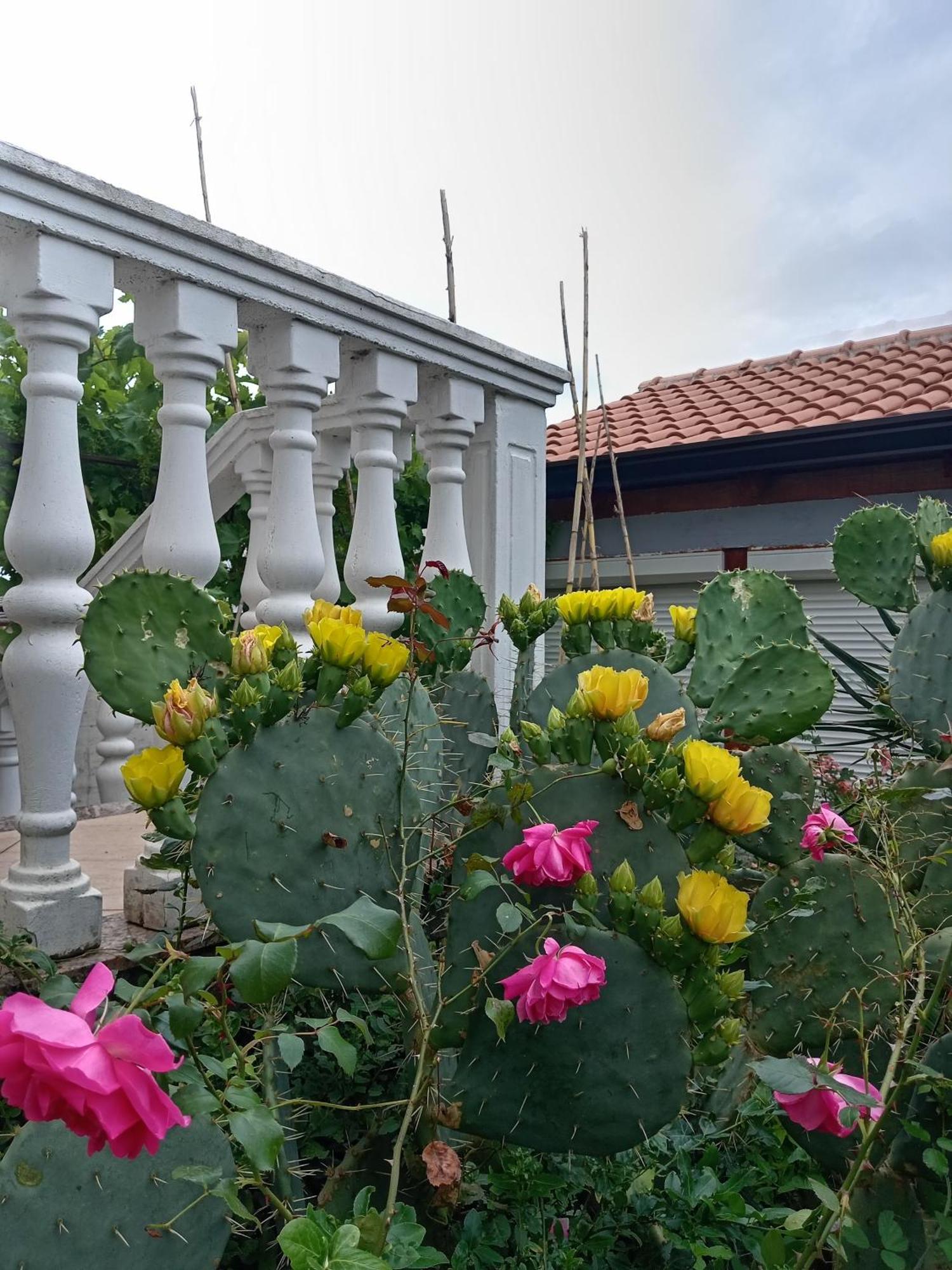Lili Appartement Umag Buitenkant foto
